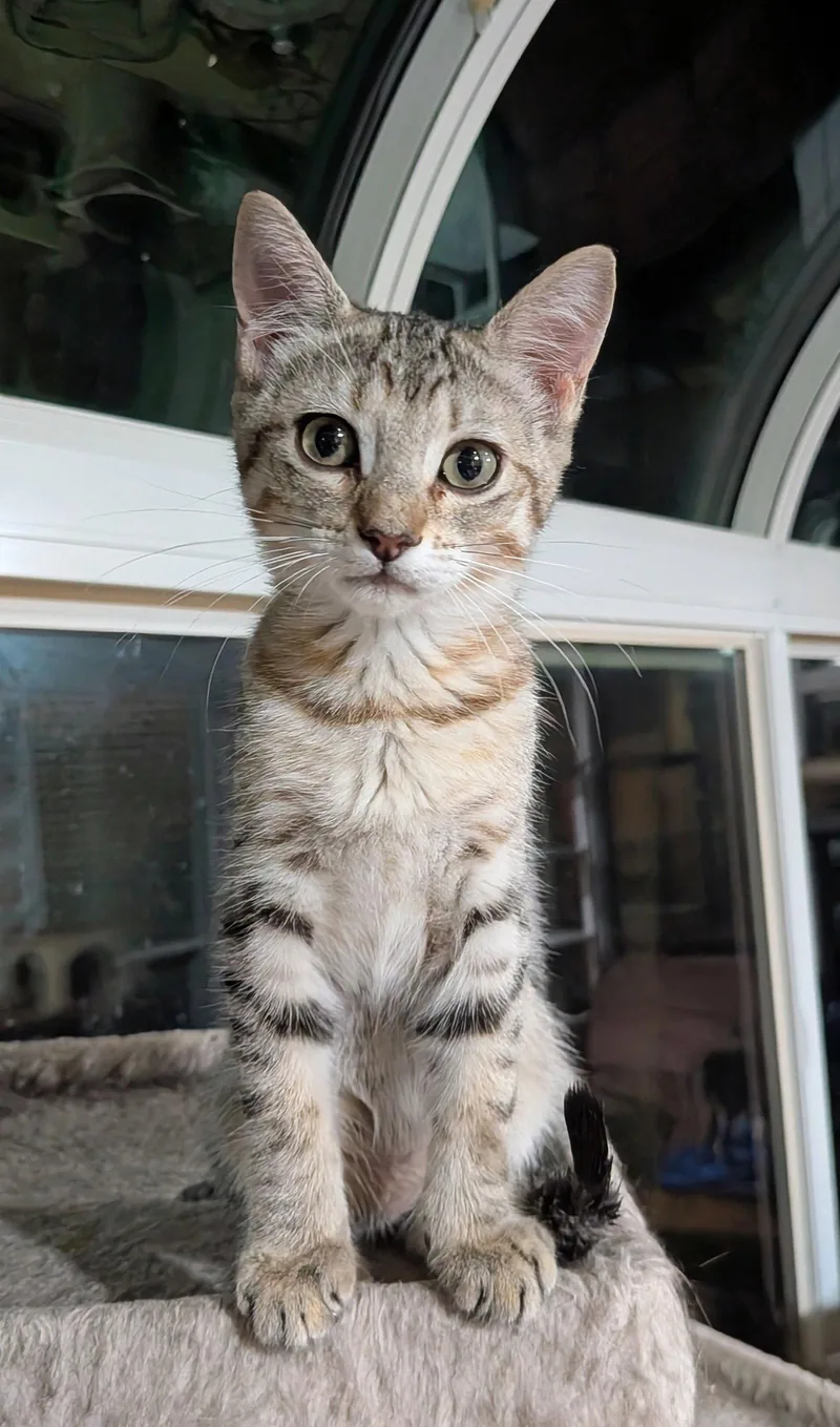 A baby medium-sized female Tabby cat named Kamino for adoption in MONTGOMERY, TX