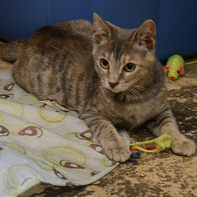 A baby small-sized female Gray / Blue / Silver Domestic Short Hair cat named Dolce Wallace for adoption in Merrifield, VA