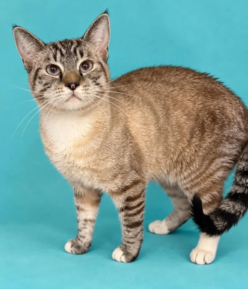 A baby small-sized male Domestic Short Hair cat named Hunter for adoption in Columbia, TN