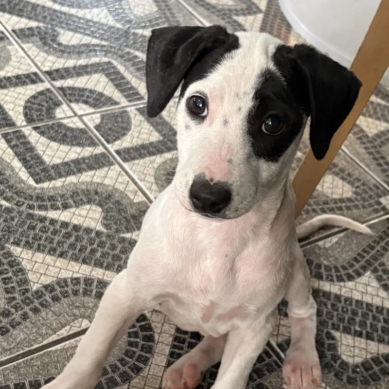 Boba  The Spotted thumbnail 3