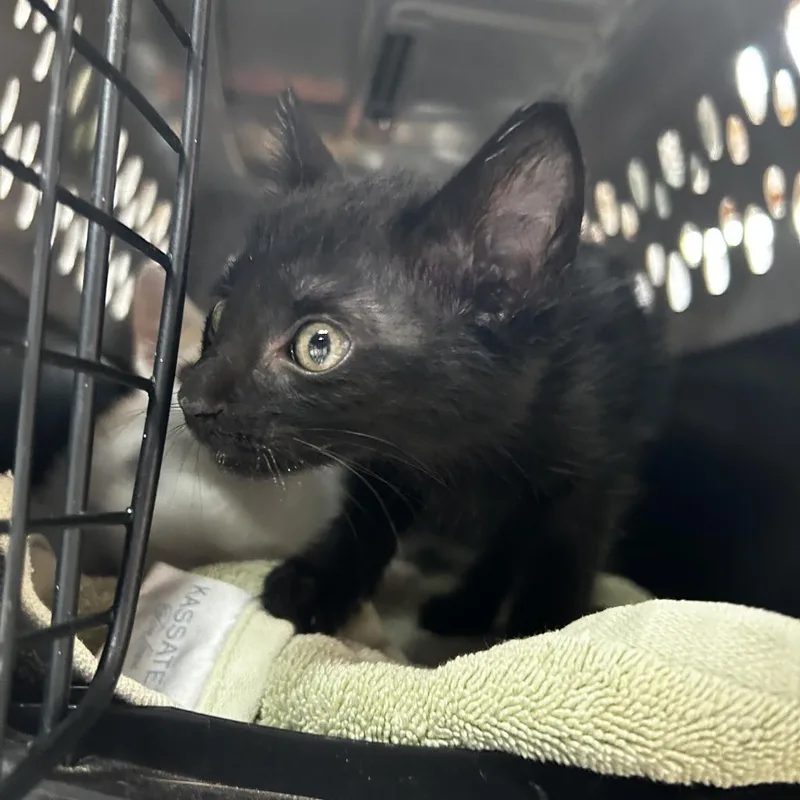 A baby small-sized female Black Domestic Short Hair cat named Friskies for adoption in Leander, TX