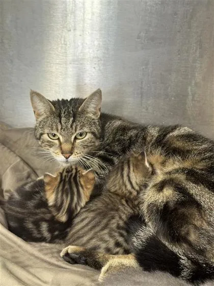 An adult medium-sized female Domestic Short Hair cat named Melinda for adoption in West Chester, PA