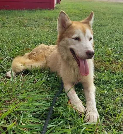 An adult medium-sized female Merle (Red) Siberian Husky dog named Foxy for adoption in La Grange, TX