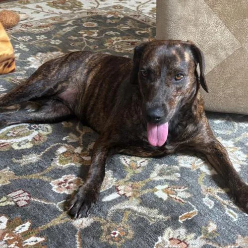 A young medium-sized female Brindle Hound dog named Mabel for adoption in Washington DC, DC