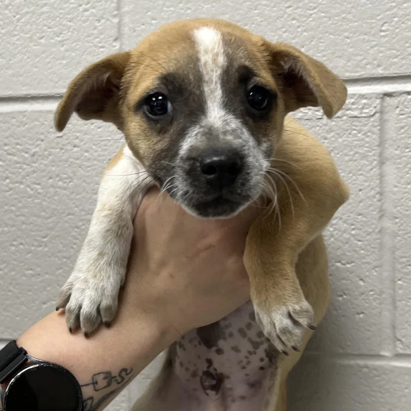 A baby small-sized male Red / Chestnut / Orange Mixed Breed dog named Chips Ahoy for adoption in Lufkin, TX