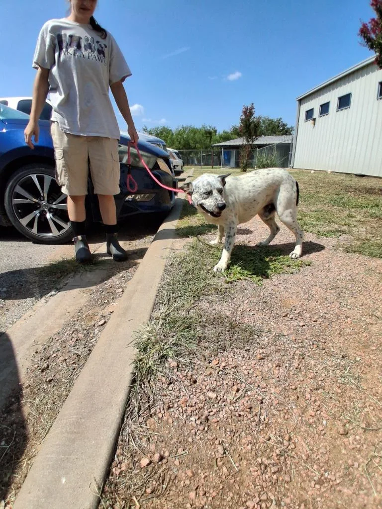 A young large-sized male Cattle Dog dog named Gecko for adoption in Brownwood, TX