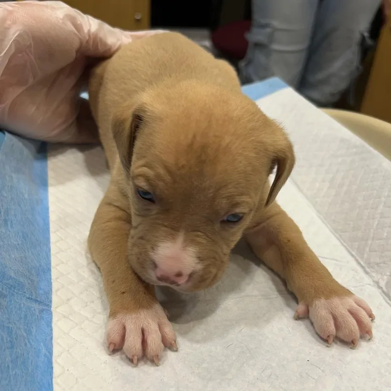 A baby small-sized male Yellow / Tan / Blond / Fawn Mixed Breed dog named Butterfinger for adoption in Chattanooga, TN