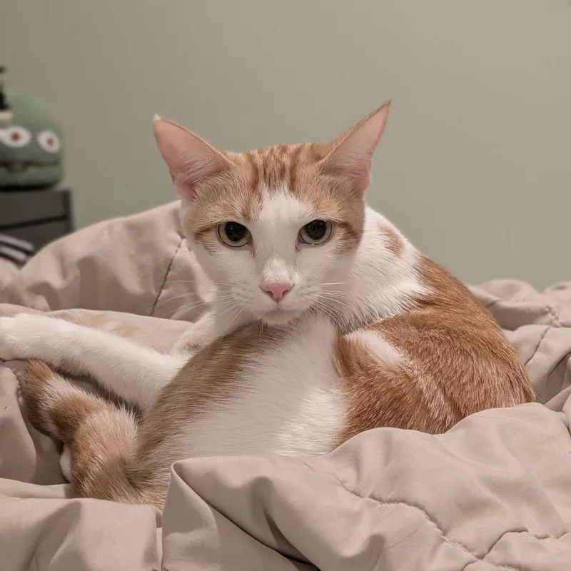 A young medium-sized female White Domestic Short Hair cat named Matcha for adoption in Playa Vista, CA