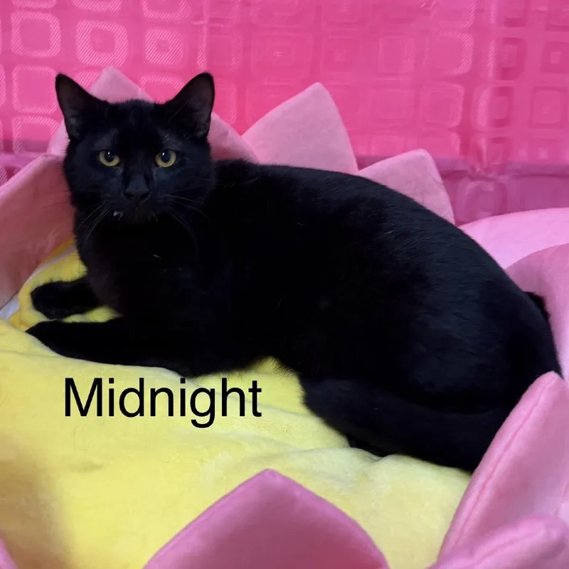 A young medium-sized female Black Domestic Short Hair cat named Midnight for adoption in Floresville, TX
