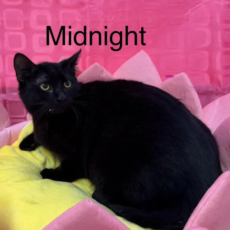 Midnight thumbnail 2