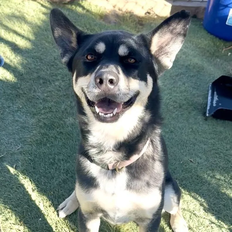 A young medium-sized female Black Husky dog named Bailey for adoption in Agua Dulce, CA