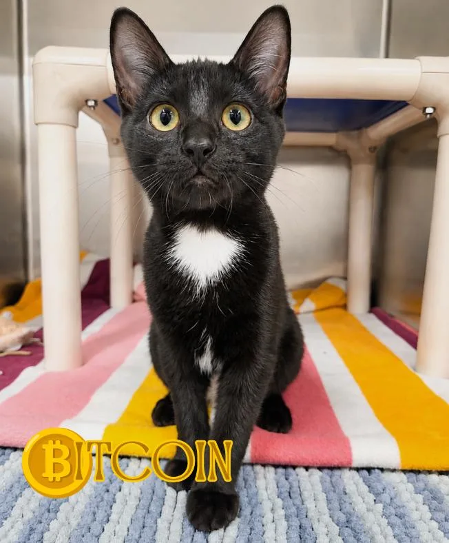 A baby medium-sized female Black & White / Tuxedo Domestic Short Hair cat named Bitcoin for adoption in Nevada, IA