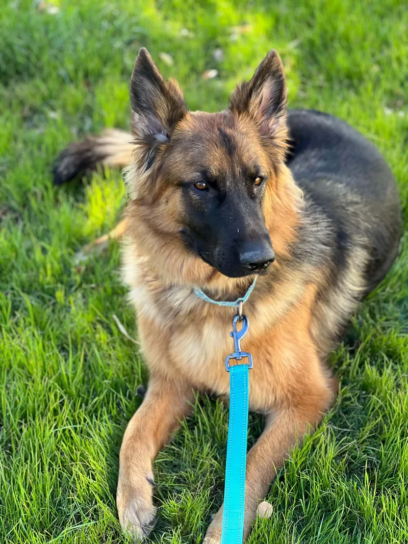 A young large-sized female Black German Shepherd Dog dog named Willow for adoption in Glendale, AZ