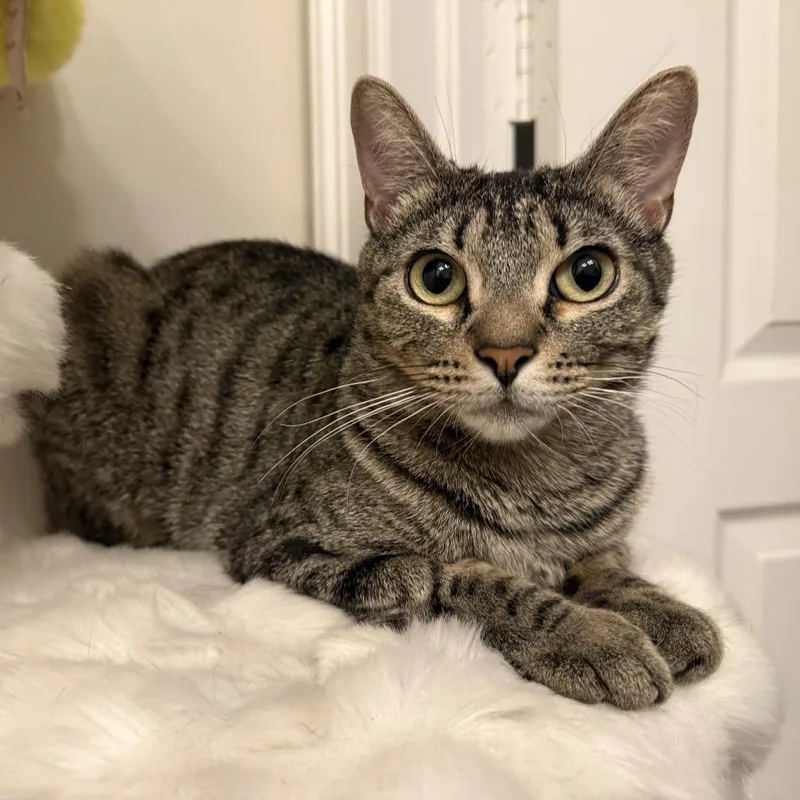 A young medium-sized female Brown / Chocolate Domestic Short Hair cat named Gadget for adoption in Fort Lauderdale, FL