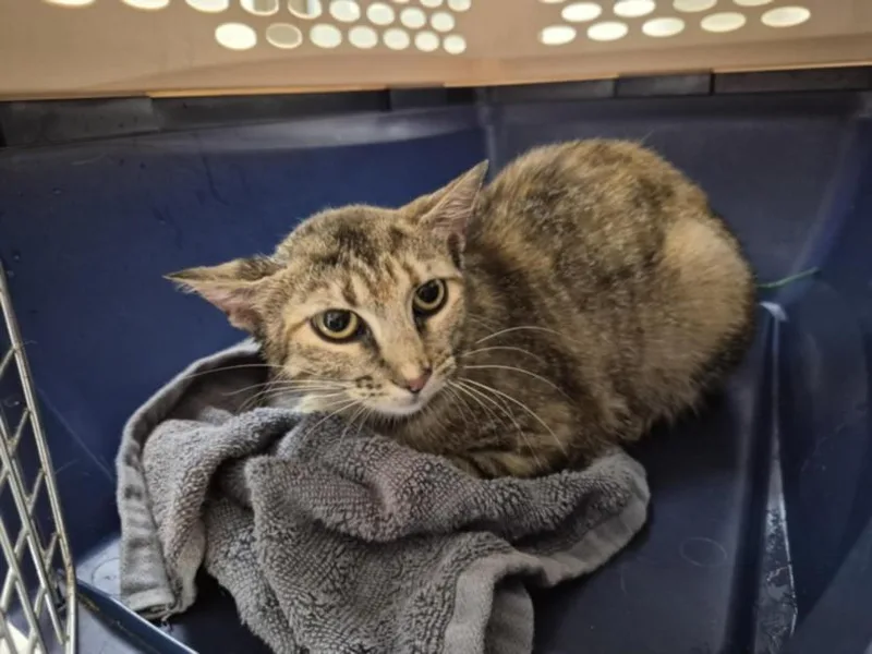 A young small-sized female Domestic Short Hair cat named Princess for adoption in Chapel Hill, NC