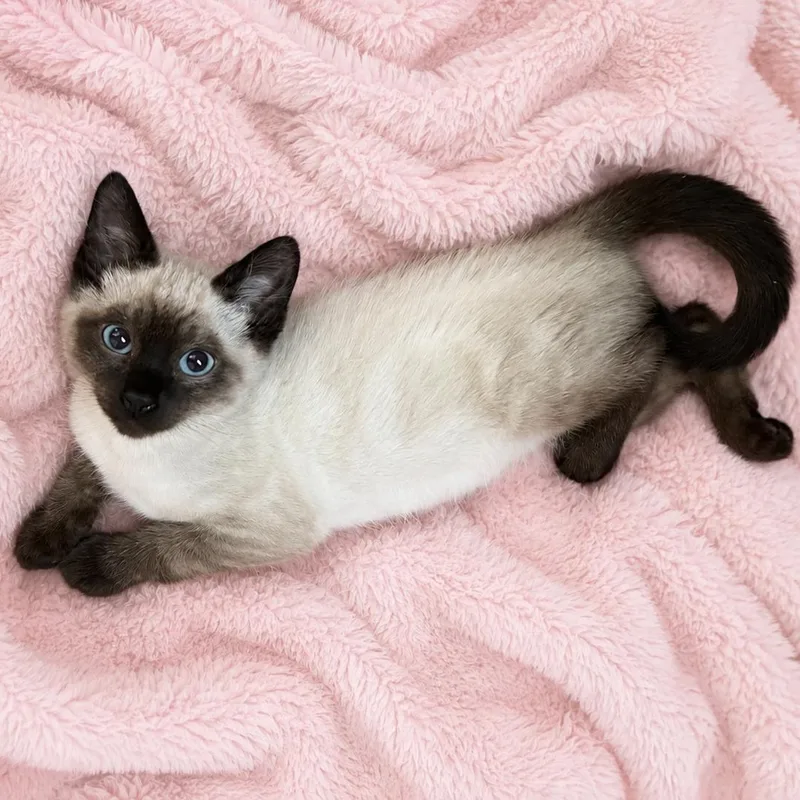 A baby medium-sized male Chocolate Point Siamese cat named Ont Choc Point Cutie for adoption in Glendora, CA