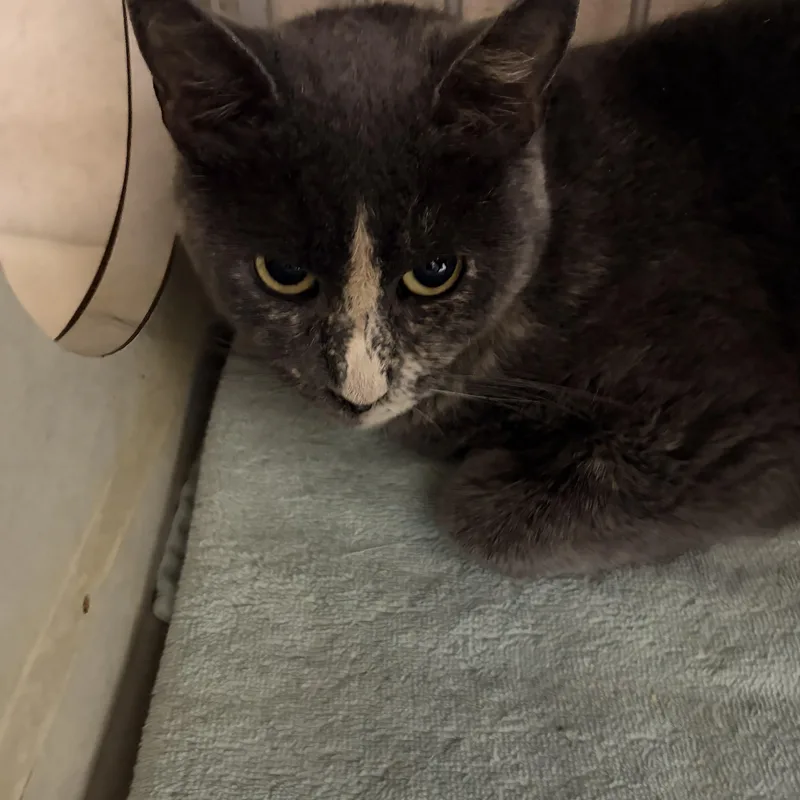 An adult medium-sized female Dilute Tortoiseshell cat named Pristine for adoption in Log Lane Village, CO