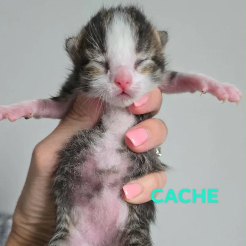 A baby small-sized male Gray / Blue / Silver Domestic Short Hair cat named Cache for adoption in Spring Hill, KS