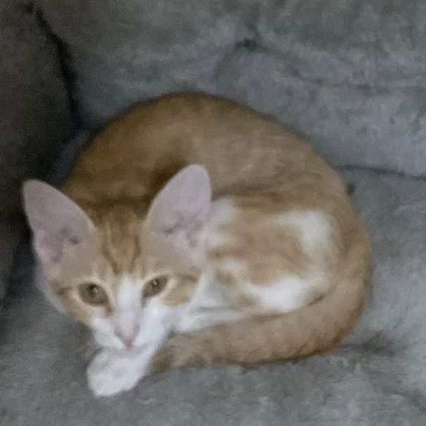 A baby small-sized female Orange / Red Domestic Short Hair cat named Marion for adoption in Colorado Springs, CO