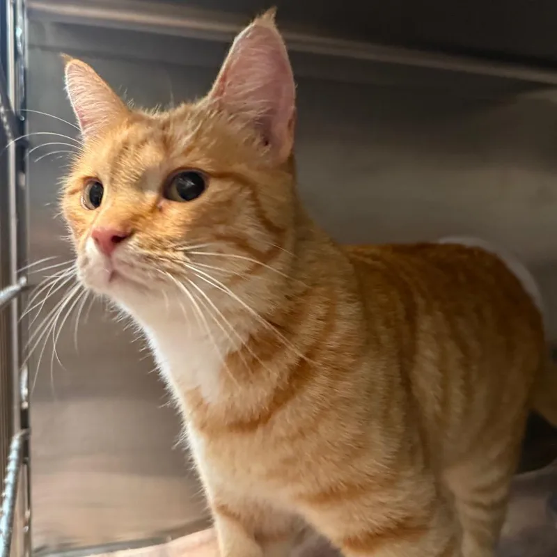 A baby medium-sized male Orange / Red Domestic Short Hair cat named Aspen for adoption in Cedaredge, CO