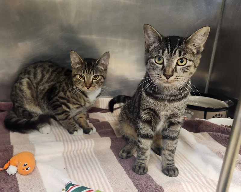 A baby medium-sized male Tabby (Brown / Chocolate) Domestic Short Hair cat named Machu and Picchu for adoption in Clayton, NJ