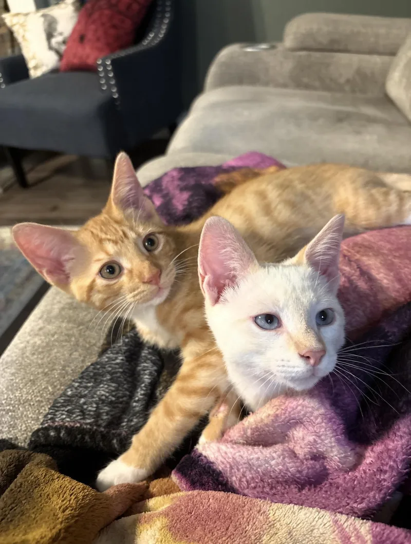 Ares and Hermes BONDED thumbnail 2