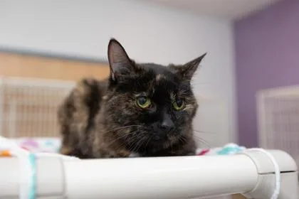 A young medium-sized female Domestic Short Hair cat named Dolly for adoption in Morton Grove, IL