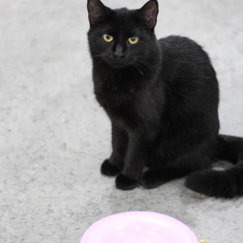 An adult medium-sized male Black Domestic Short Hair cat named Forrest for adoption in Ottumwa, IA