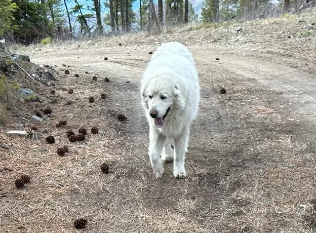 Sitka  Courtesy Listing thumbnail 3