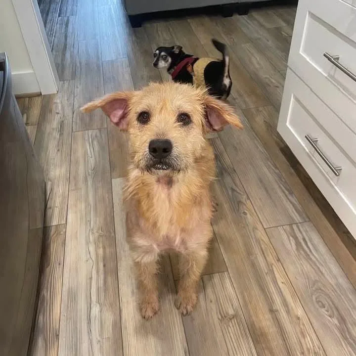 Winston