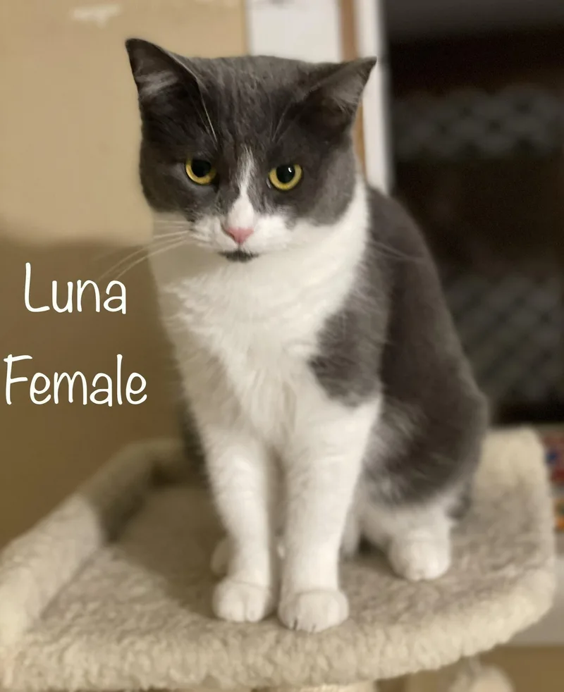 Luna thumbnail 2