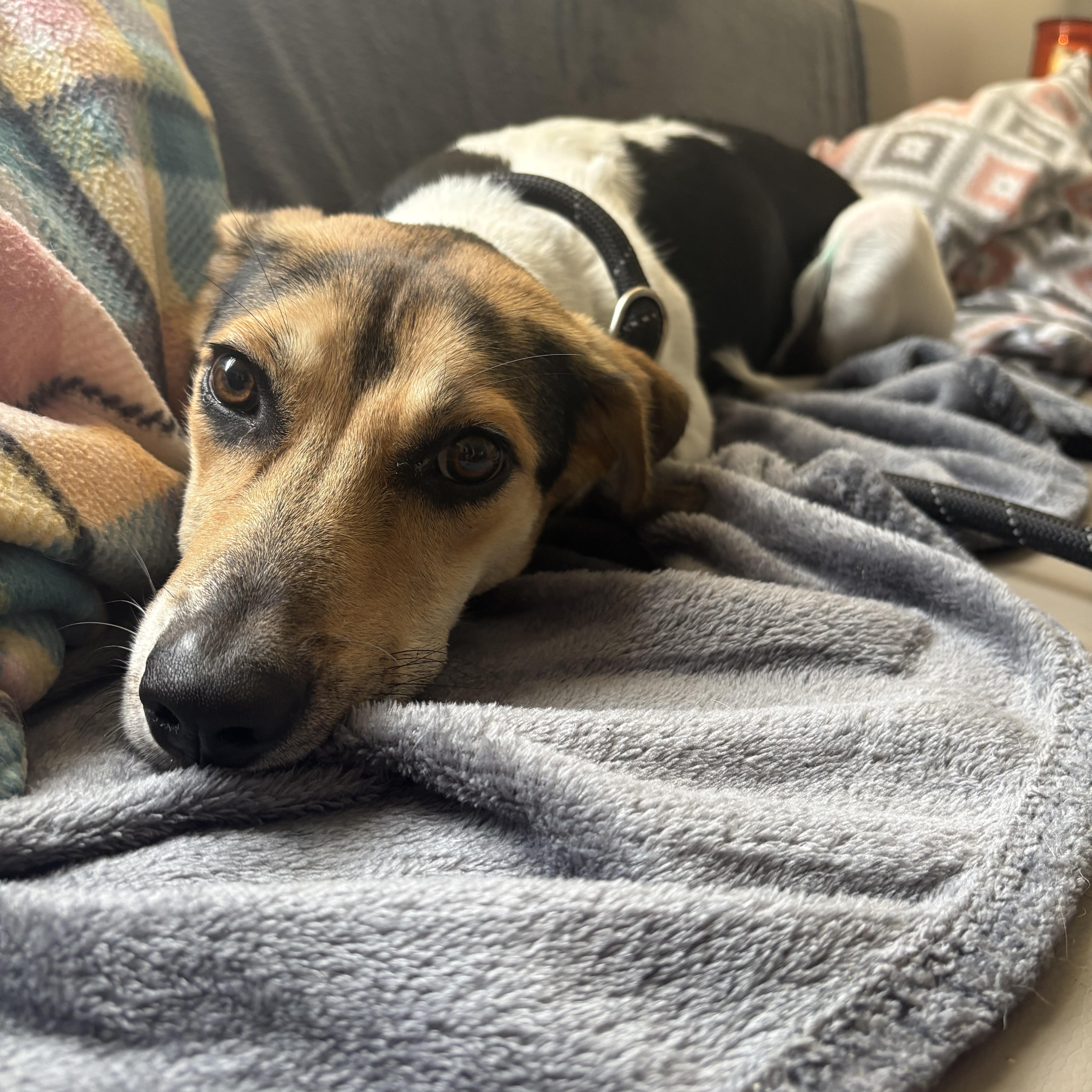An adult medium-sized female Tricolor (Brown, Black, & White) Beagle dog named Pim for adoption in Blue Springs, MO