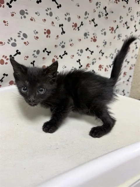A baby small-sized male Domestic Short Hair cat named Nano for adoption in Riverside, CA
