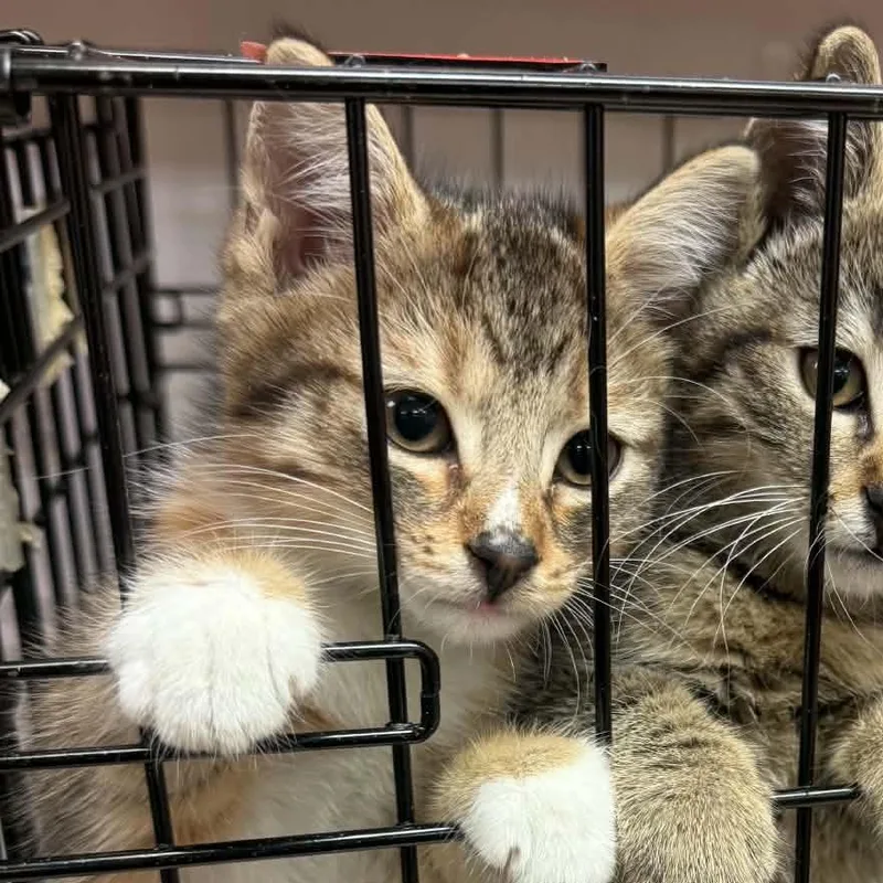 A baby small-sized female Domestic Short Hair cat named Benny for adoption in Canton, NC