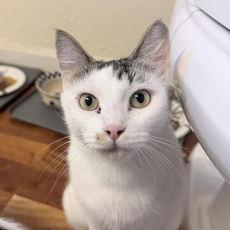 A young medium-sized female White Domestic Short Hair cat named Brie for adoption in Hamburg, NY