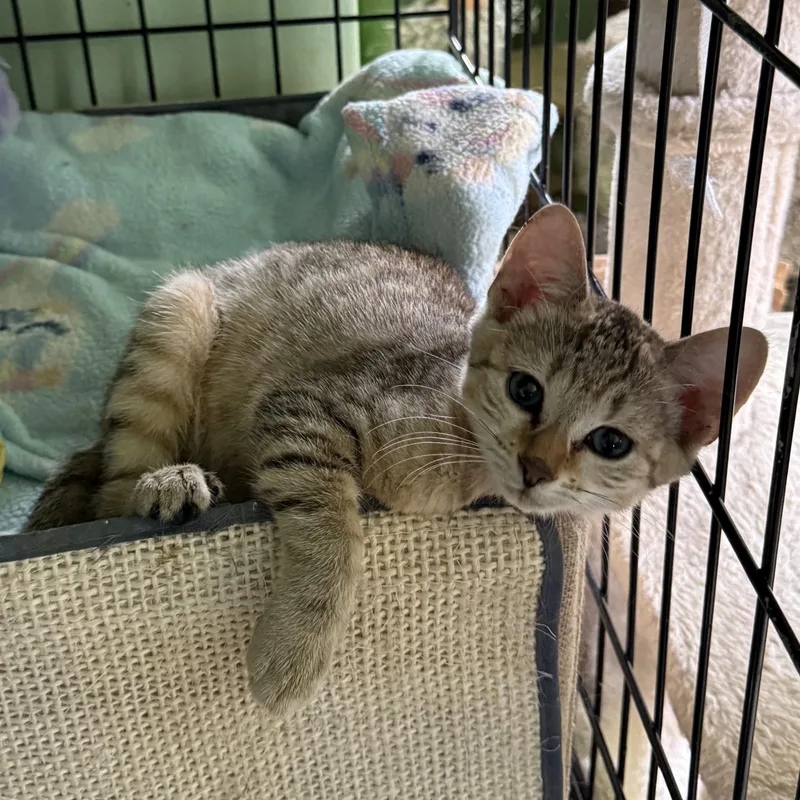 A baby small-sized female Buff / Tan / Fawn American Shorthair cat named Minnie for adoption in Newark, NJ