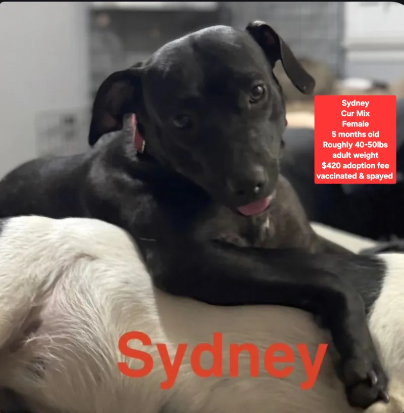 A baby medium-sized female Black Mouth Cur dog named Sydney for adoption in Oviedo, FL