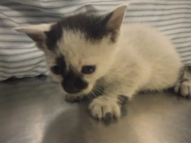 A baby small-sized male Domestic Short Hair cat named Dexter for adoption in Miami, FL