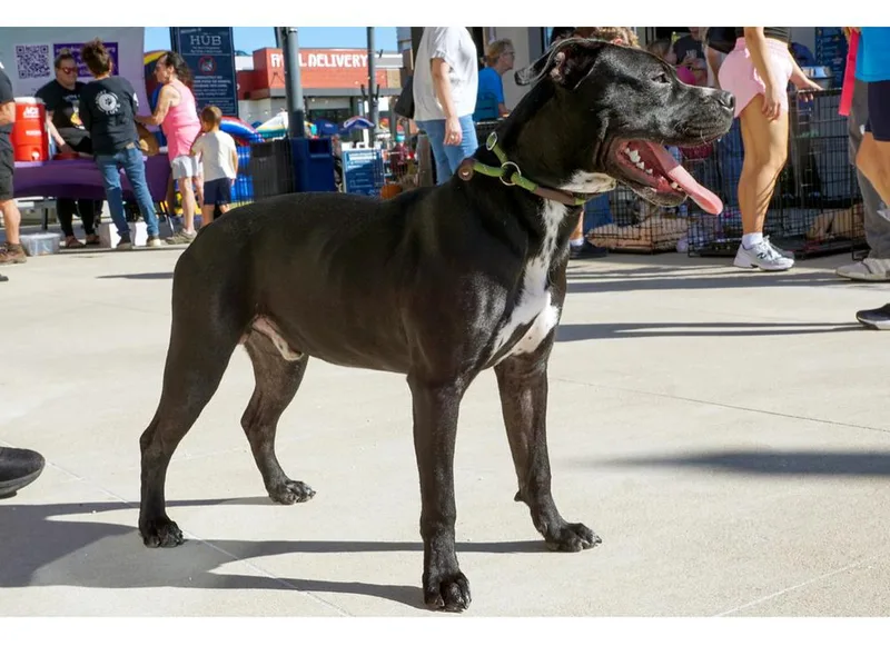 A young medium-sized male Pit Bull Terrier dog named Linus for adoption in Dallas, TX