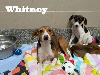 A baby medium-sized female Foxhound dog named Tiffany for adoption in Morton Grove, IL