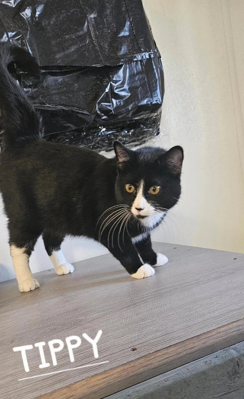 A young small-sized male Black & White / Tuxedo Domestic Short Hair cat named Tippy for adoption in Du Quoin, IL