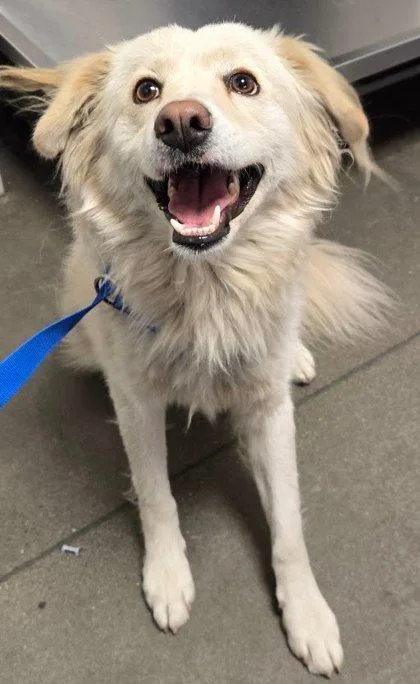 An adult small-sized male Pomeranian dog named Banana Chai for adoption in Fresno, CA