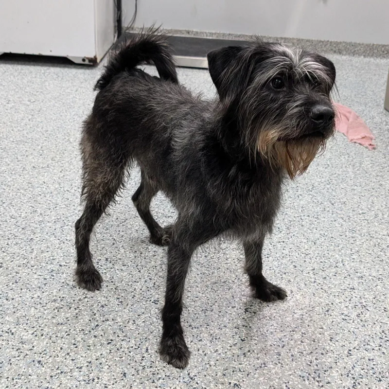 Pound Dogmonkey  Courtesy