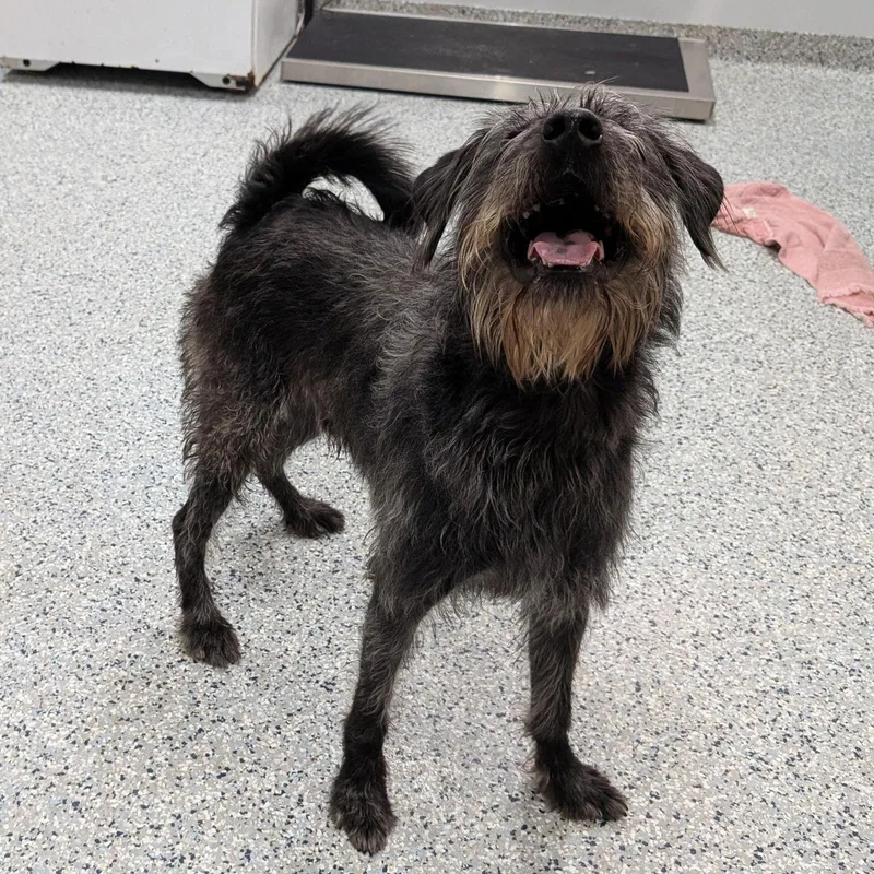 Pound Dogmonkey  Courtesy thumbnail 3