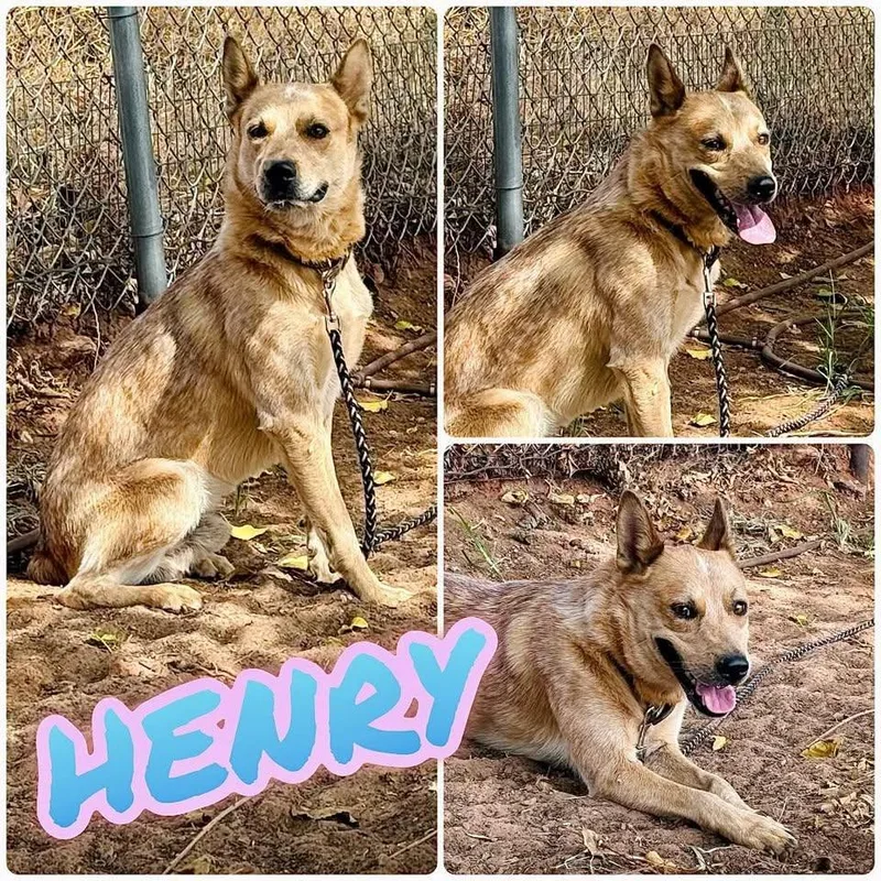 An adult medium-sized male Merle (Red) Australian Cattle Dog / Blue Heeler dog named Henry for adoption in Saint George, UT