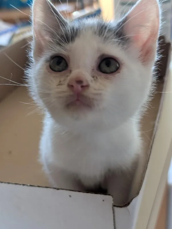 A young medium-sized male White Domestic Short Hair cat named Cass for adoption in Adrian, MI