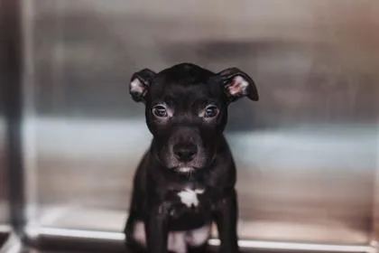 A baby small-sized male American Staffordshire Terrier dog named a Dayton for adoption in North Charleston, SC