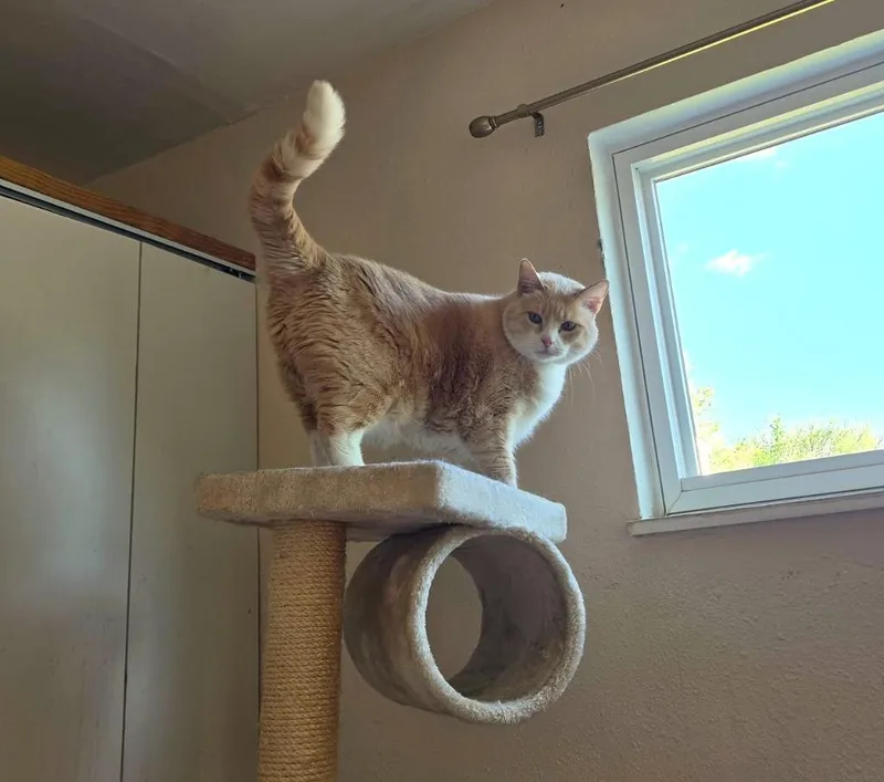 Rosie thumbnail 3