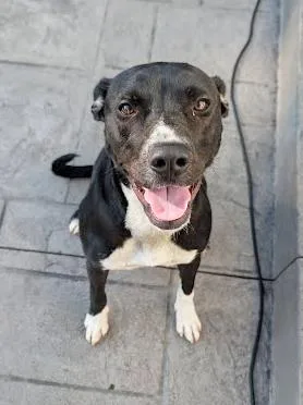 A young medium-sized female Black Mixed Breed dog named Pastrami for adoption in Nashville, TN