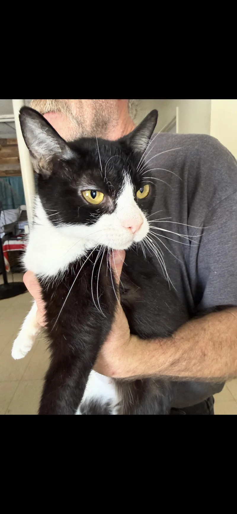 An adult medium-sized female Black & White / Tuxedo Tuxedo cat named Sticky Tongue for adoption in Las Vegas, NV